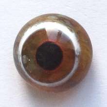 Brown whit beiges turquoise spot. 12 mm. 4.5 euro.